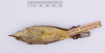 Media type: image;   Ornithology 294381